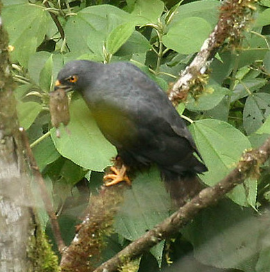 File:Buteo leucorrhous -NW Ecuador-6 (cropped).jpg