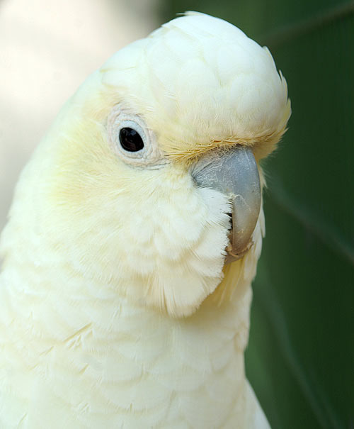 Vẹt Cockatoo | Đặc Điểm Nổi Bật, Cách Nuôi & Chăm Sóc - Thư Viện Thú Cưng