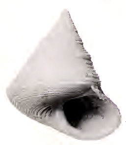 Calliostoma hirondellei