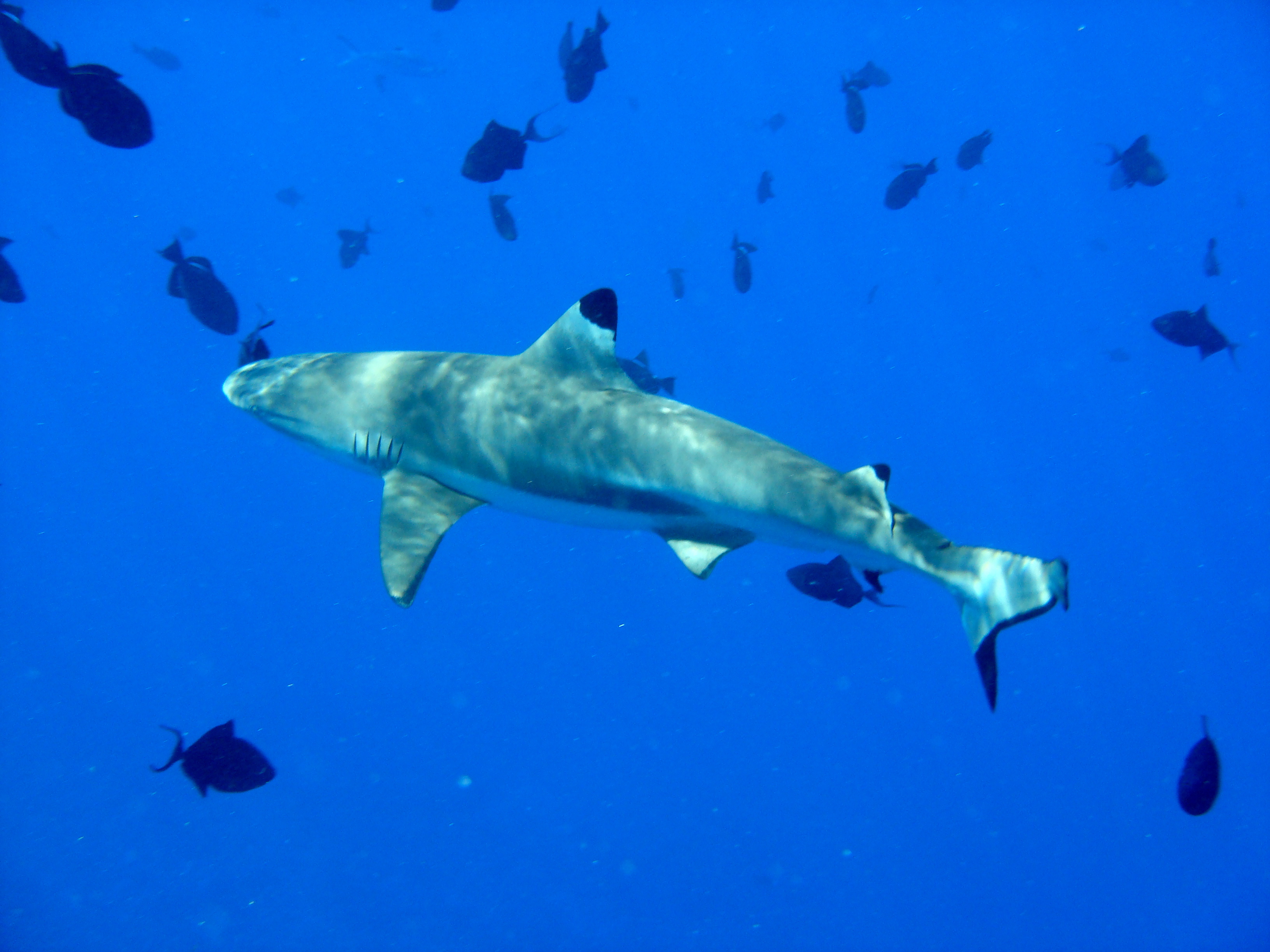 سمك القرش الحريري ويكيبيديا
