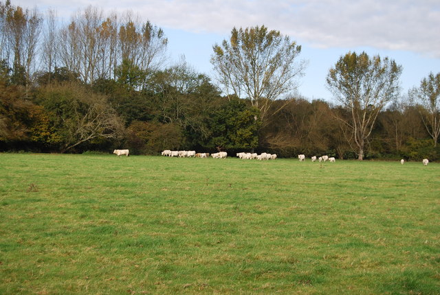 File:Cattle grazing on the flood plain of the Medway. - geograph.org.uk - 1027974.jpg