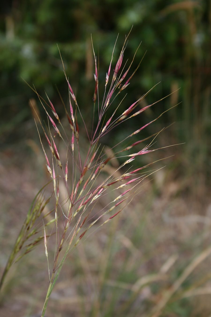 Chrysopogon zizanioides - Wikipedia