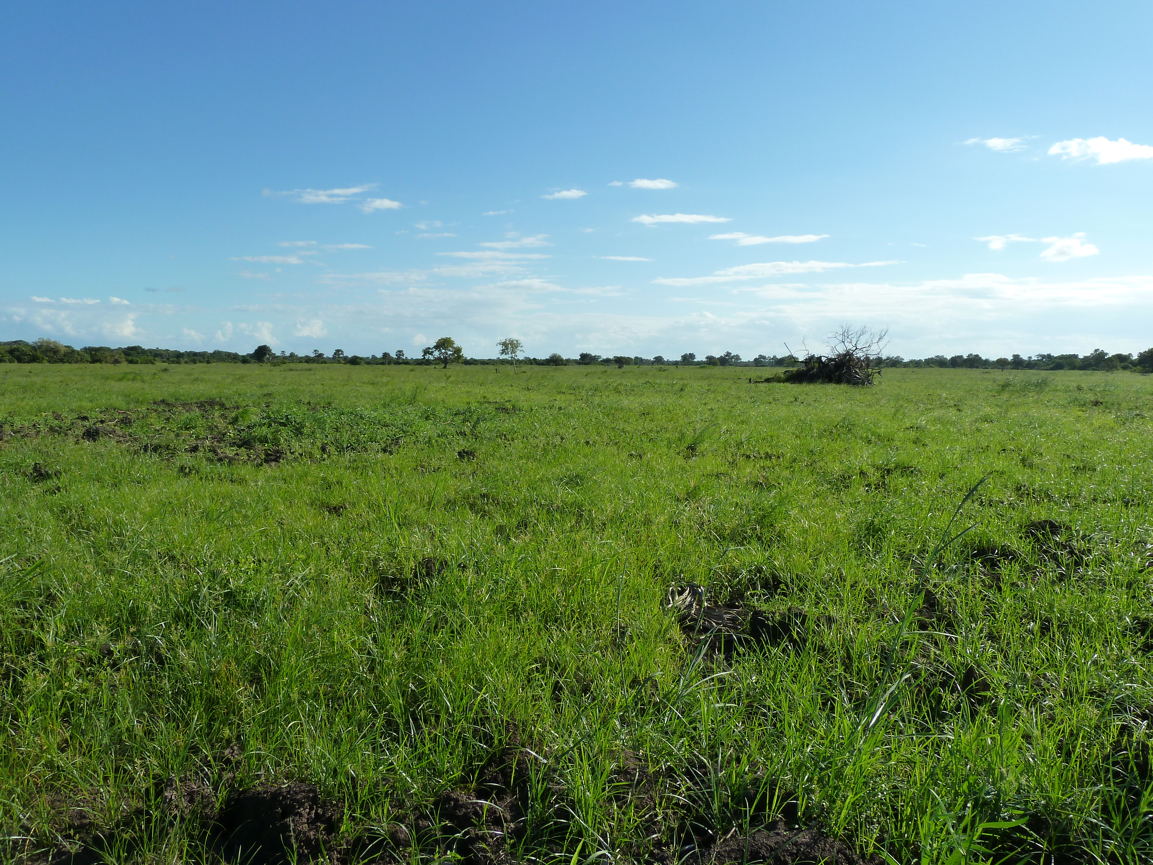 Clearing land