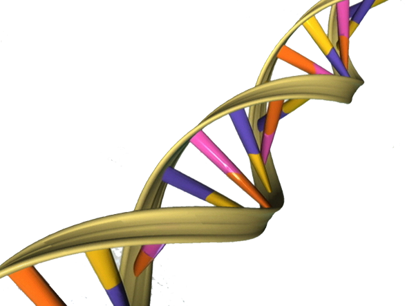 dna double helix model