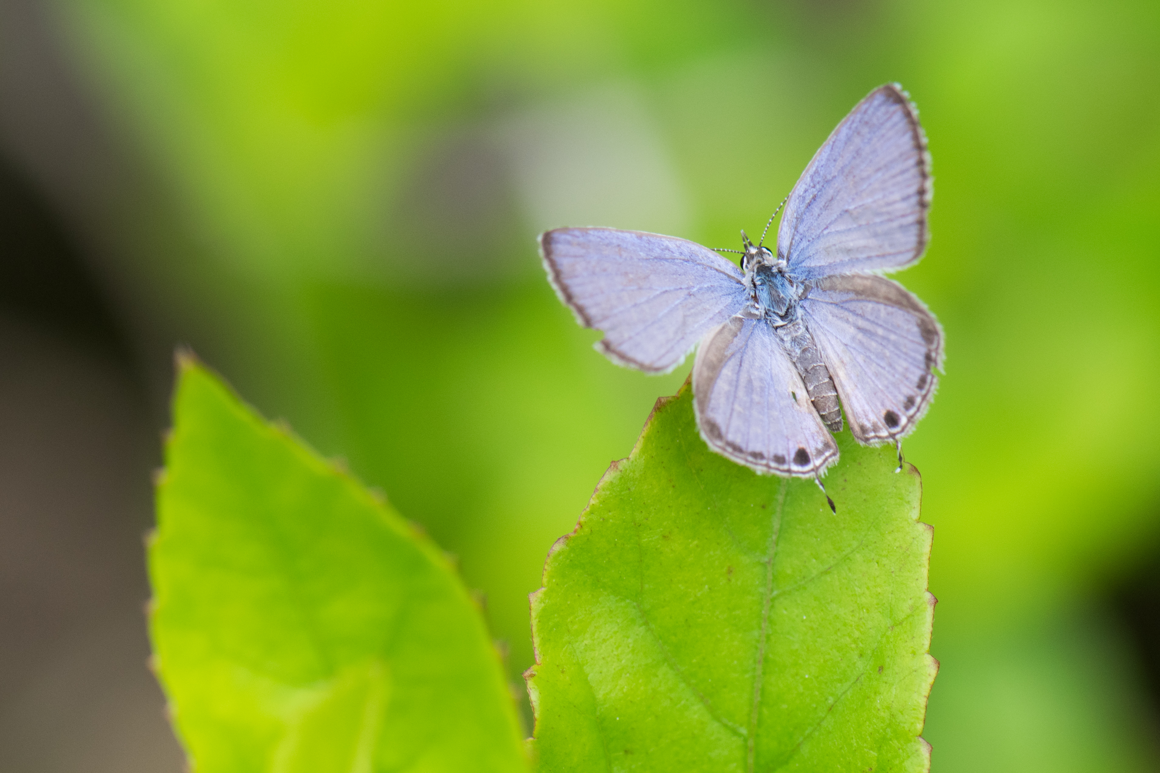 Download File Delicate Blue Malaysian Butterfly 26539845953 Jpg Wikimedia Commons