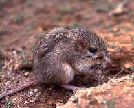 The average adult size of a Desert pocket mouse is  (0' 2