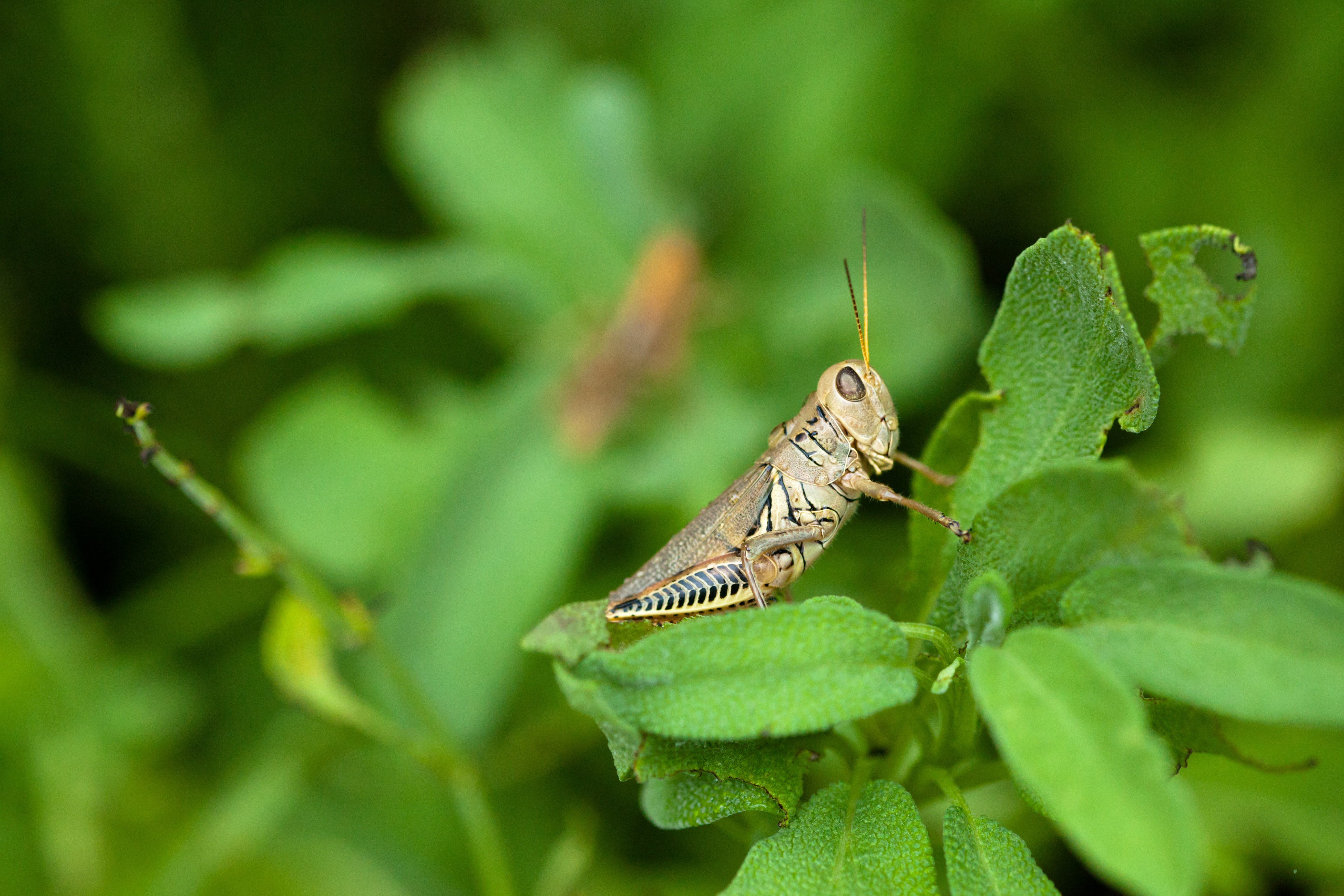 Grasshopper перевод узбекский