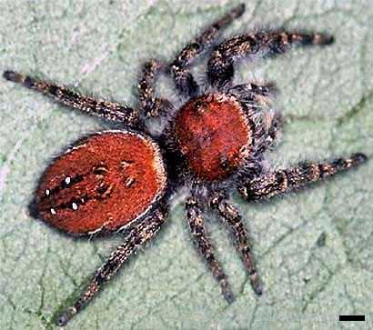 File:Edwards Phidippus cardinalis 01.jpg