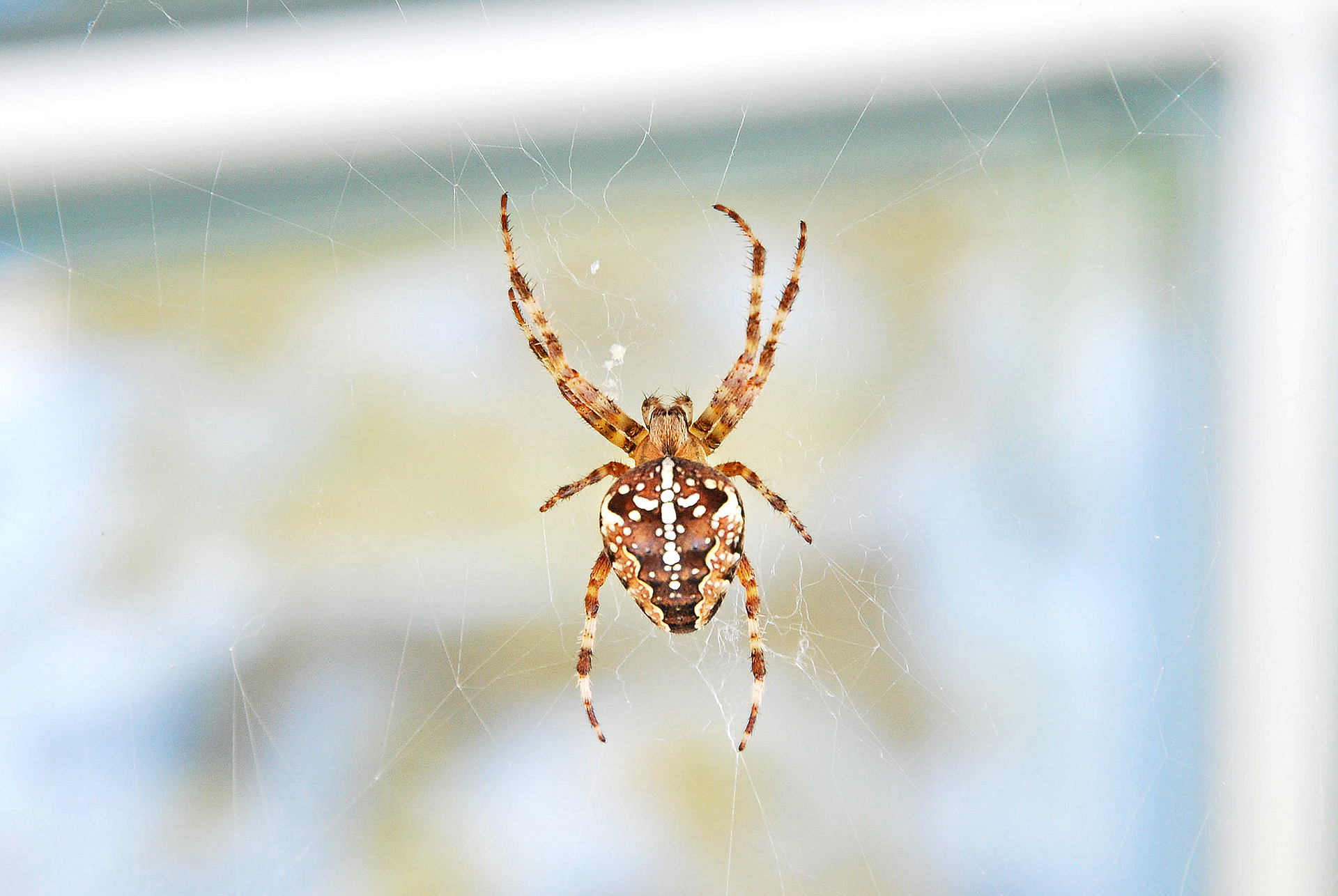 File European Garden Spider Aug2008 Jpg Wikimedia Commons