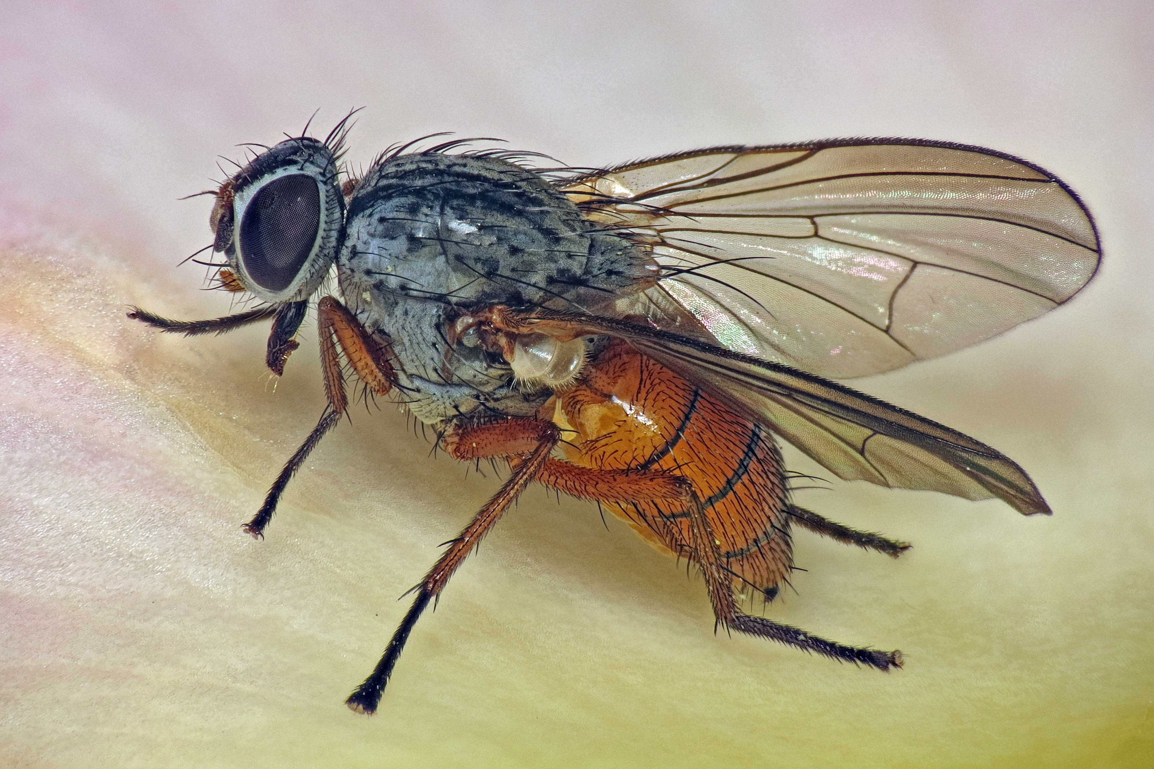 Fly this. Pegomyia hyoscyami. Свекловичная минирующая Муха. Луковая минирующая Муха. Свекловичная минирующая Муха – Pegomyia betae.