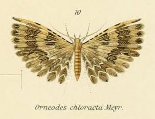 <i>Alucita chloracta</i> Species of many-plumed moth in genus Alucita
