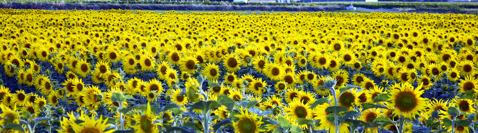 File:Flores los Girasoles.jpg - Wikimedia Commons