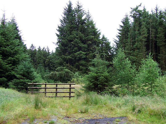 File:Forest Entry south of Figyn Blaenbrefi, Ceredigion - geograph.org.uk - 519987.jpg