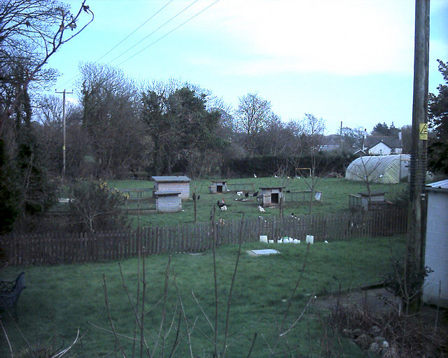 File:Free-range poultry Chwilog - geograph.org.uk - 355565.jpg