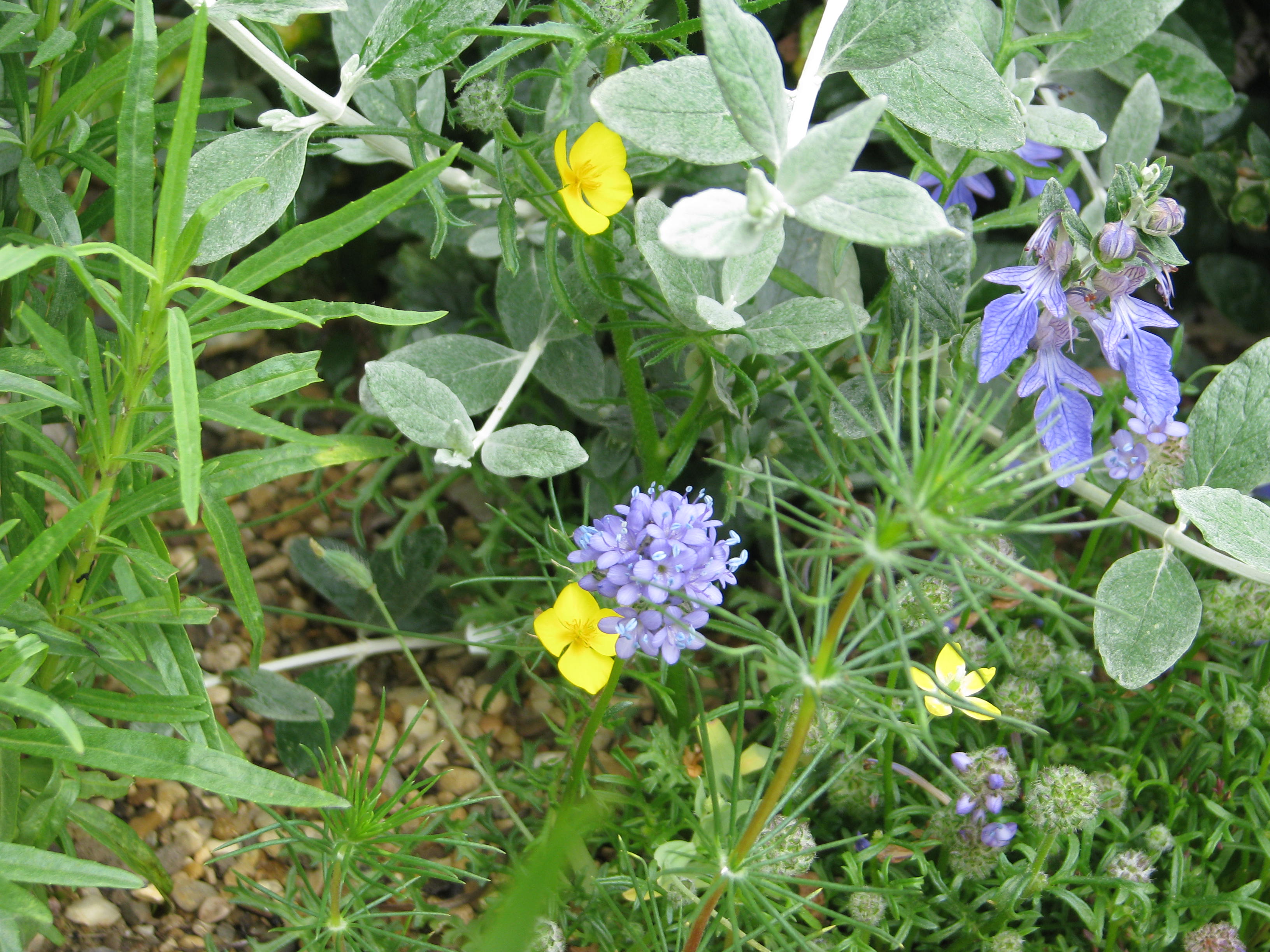 Gilia capitata chamissonis & Eschscholzia lobbii (9215495066).jpg