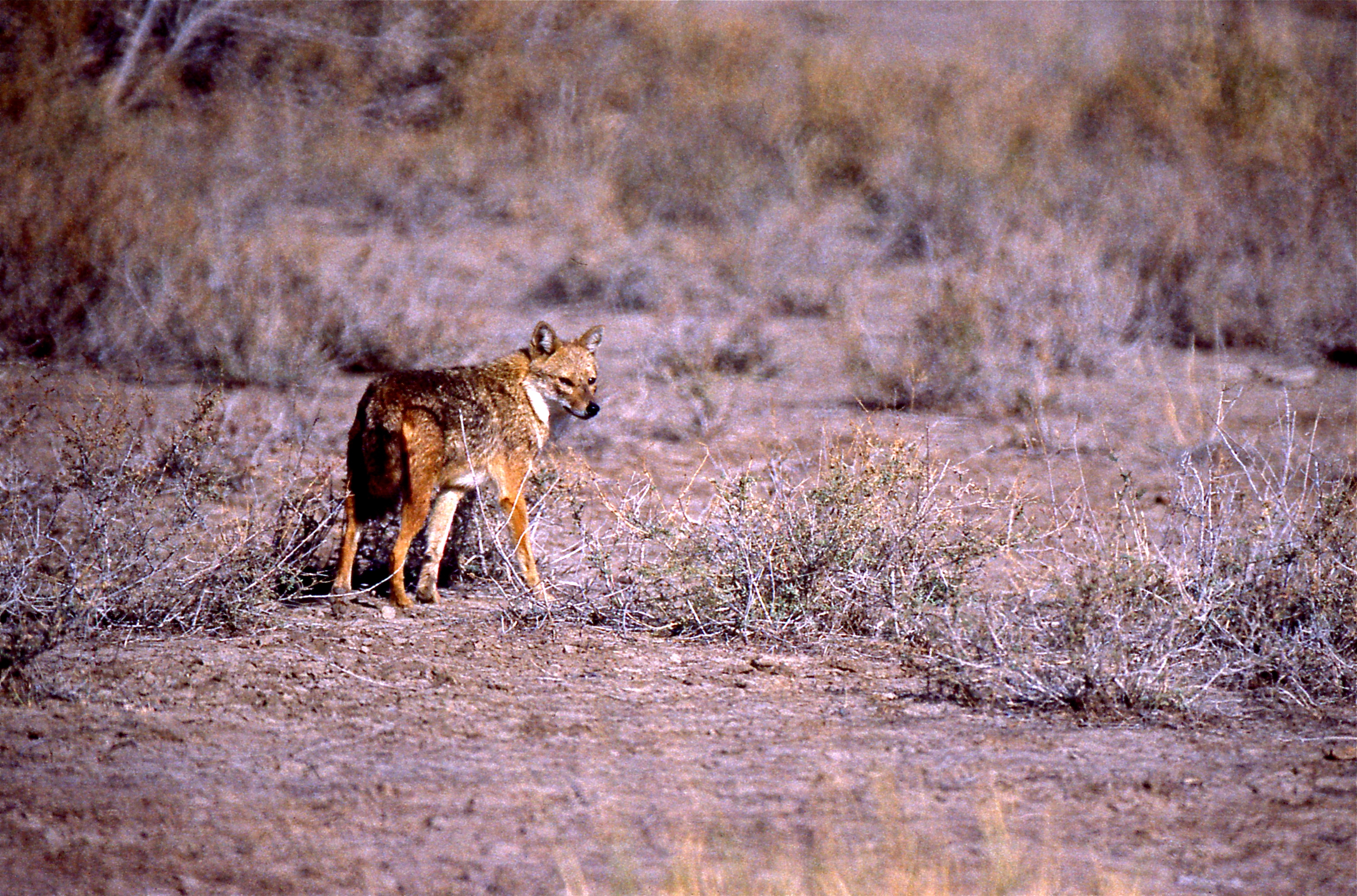 Golden Jackal (Canis aureus) (20102428738) (2).jpg