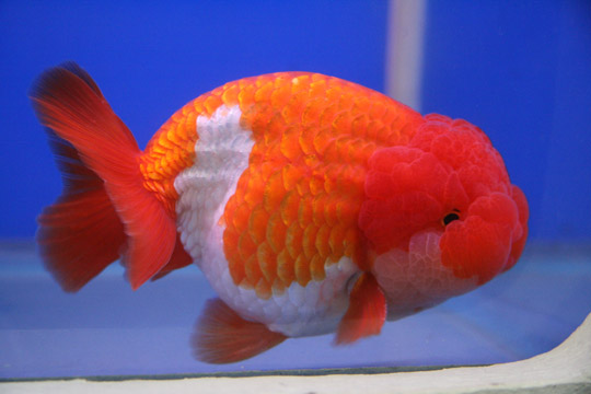 File:Goldfish Lionchu first orize winner.jpg