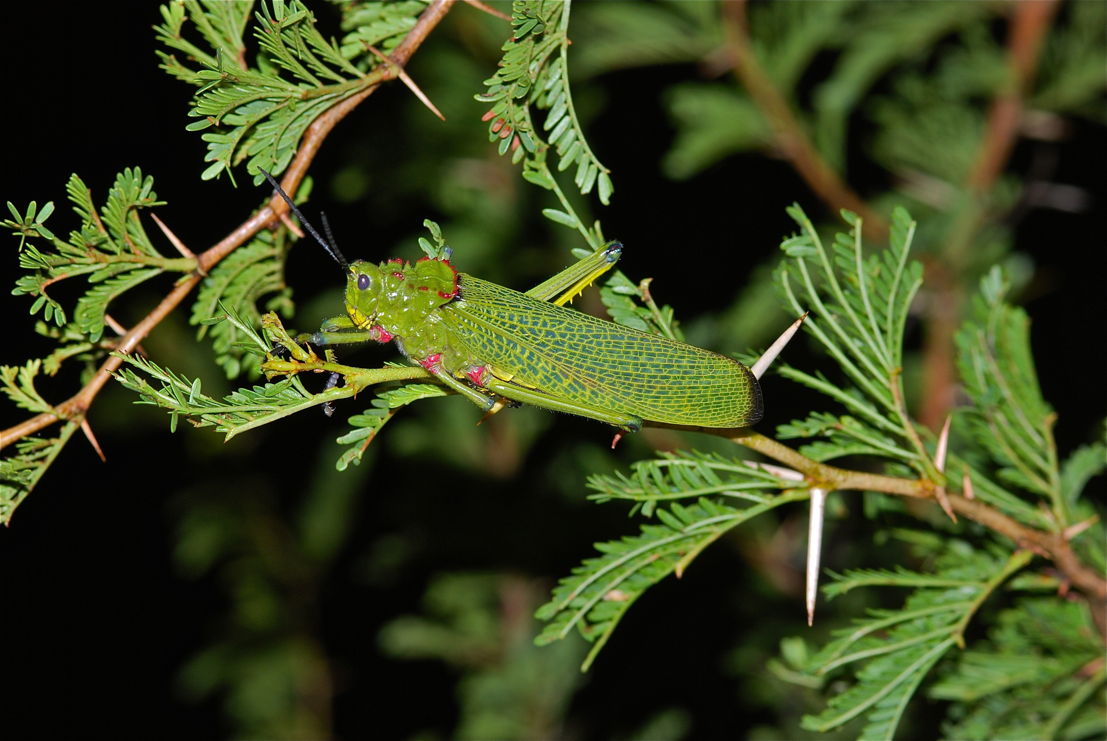 Green Milkweed Locust (Phymateus viridipes) (6860230398).jpg