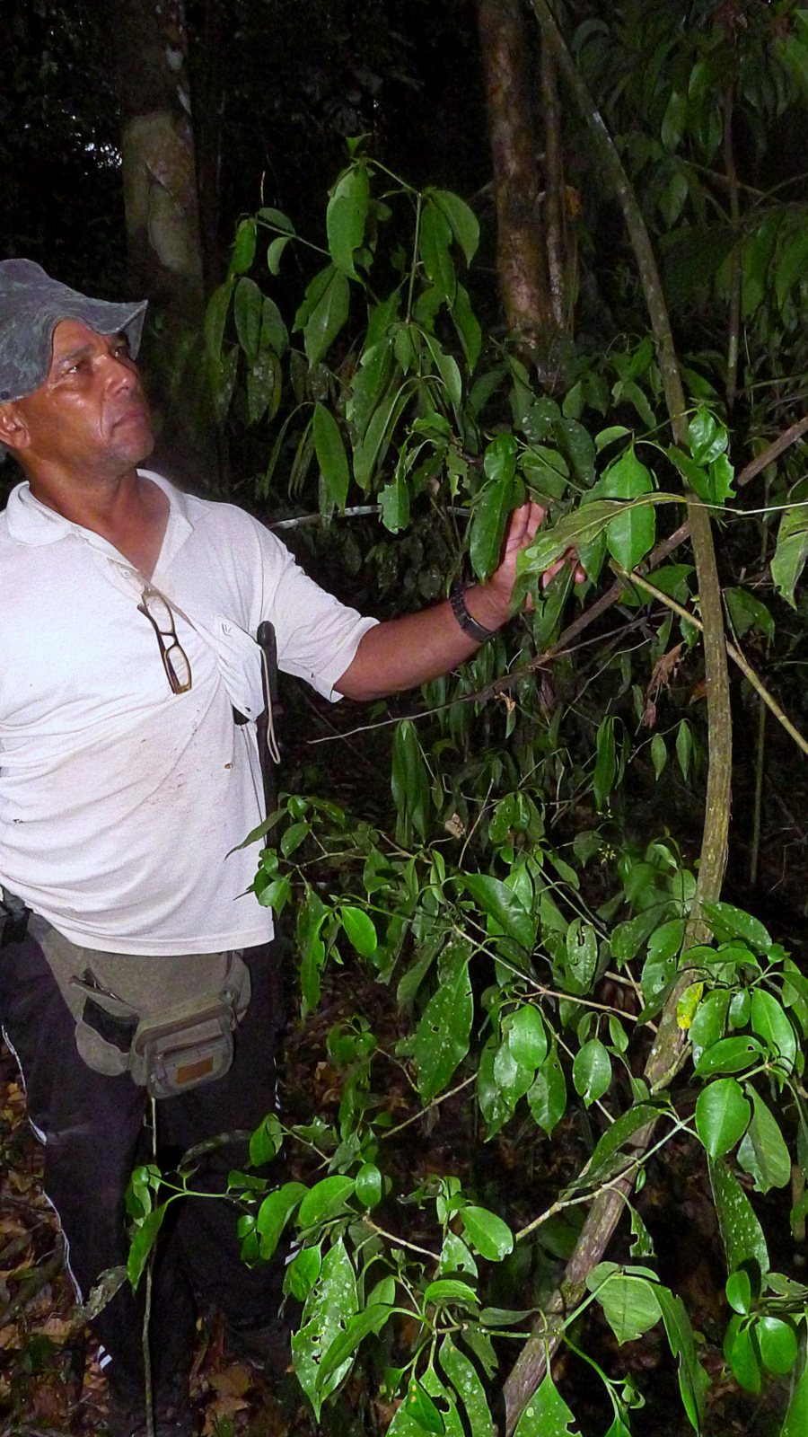 Guapira sp., Nyctaginaceae, Atlantic forest, northern littoral of Bahia, Brazil (16471456513).jpg