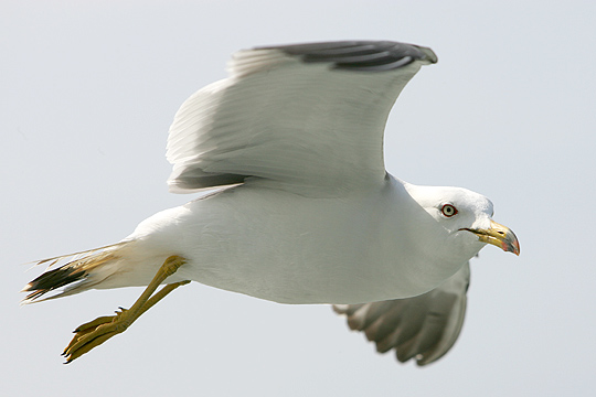 File:Gull in flight.jpg