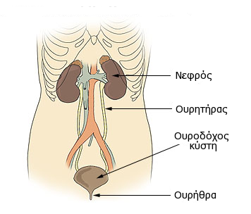 File:Illu urinary system el.png