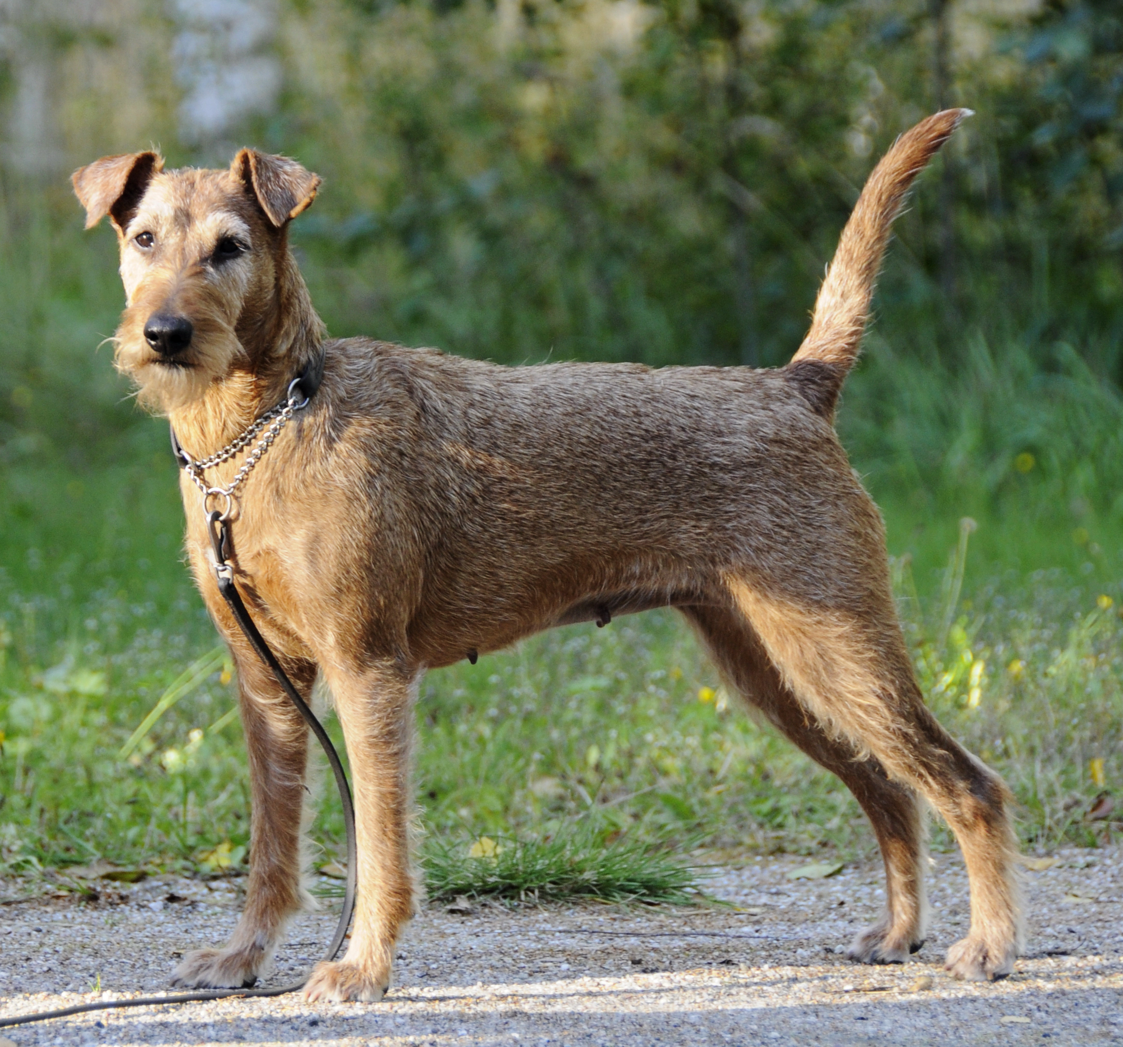 Terrier Irlandais Wikipédia