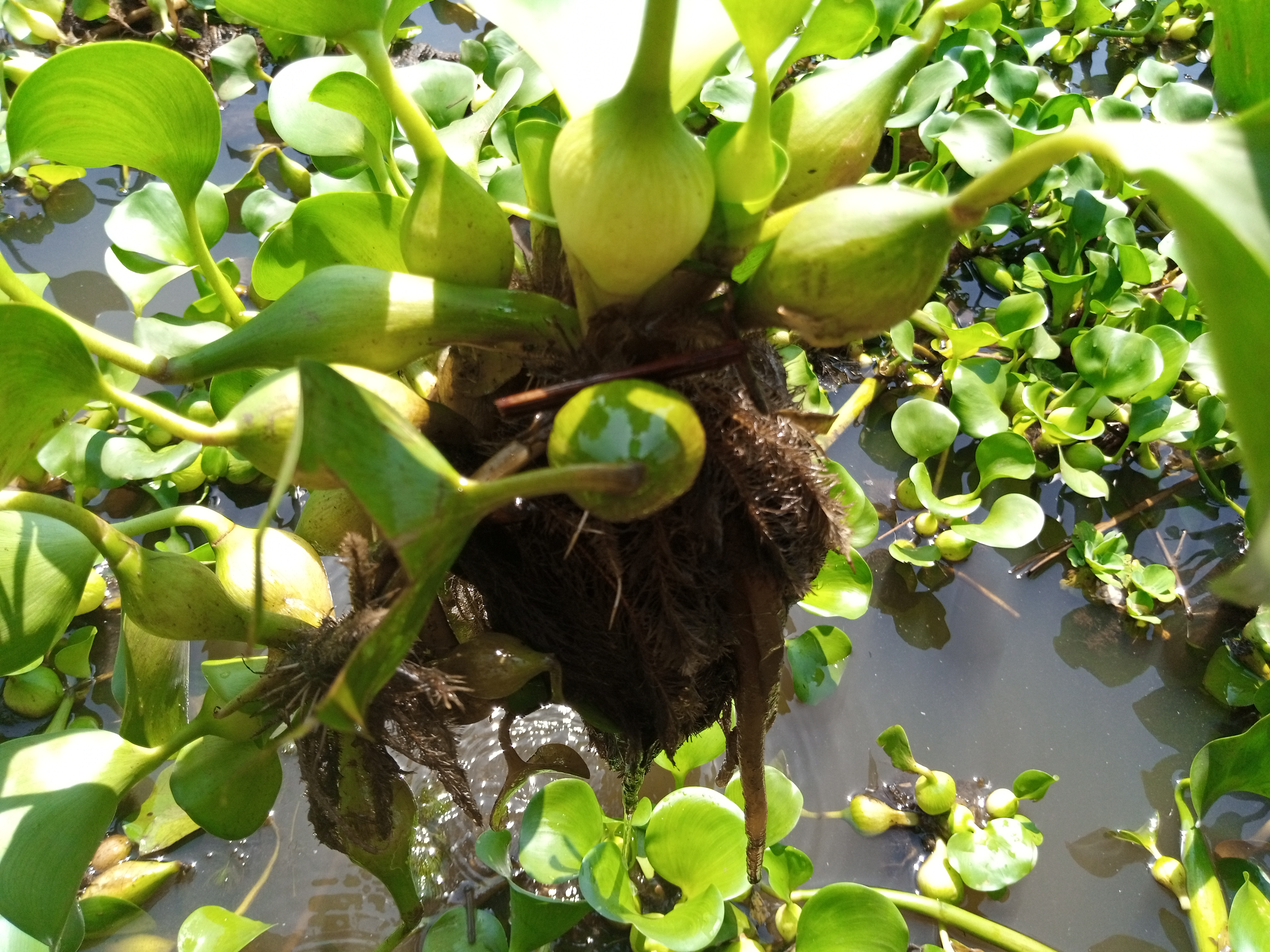 Fichier:Jacinthe d'eau (Eichhornia crassipes) ou encore camalote à ganvié  au Bénin 08.jpg — Wikipédia