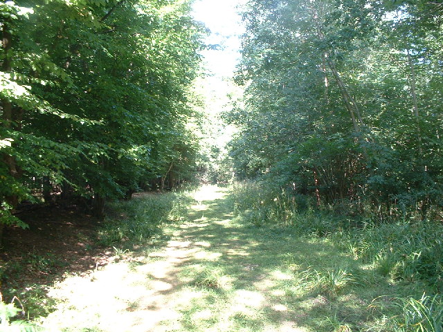 File:Jordan's Wood - geograph.org.uk - 34627.jpg