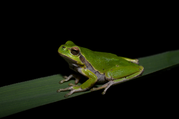 File:K.Kalaentzis - Hyla orientalis, Rhodope.jpg