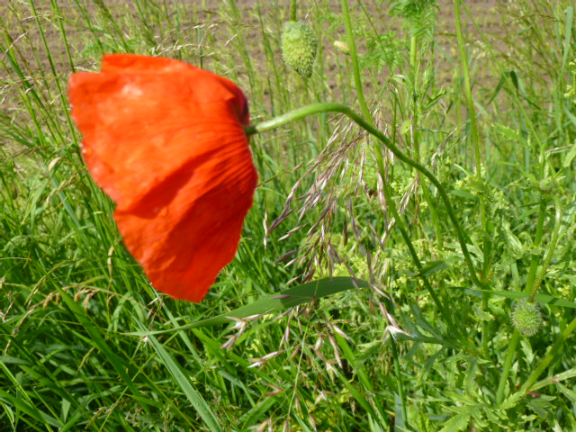 File:Klatschmohnblüte am Bogenberg.JPG