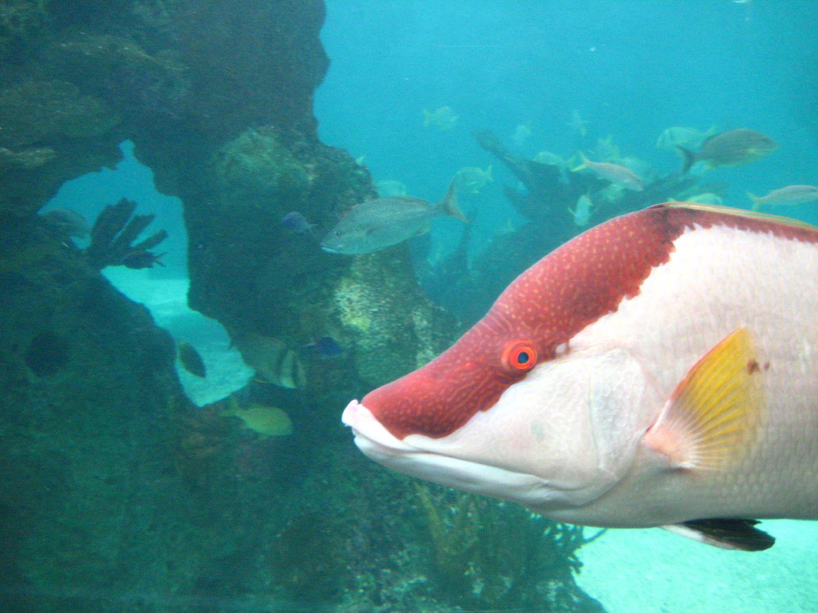 Those fish. Динозавр Wrasse. Lachnolaimus Maximus. Coral Hogfish. Which Colors see Fish.