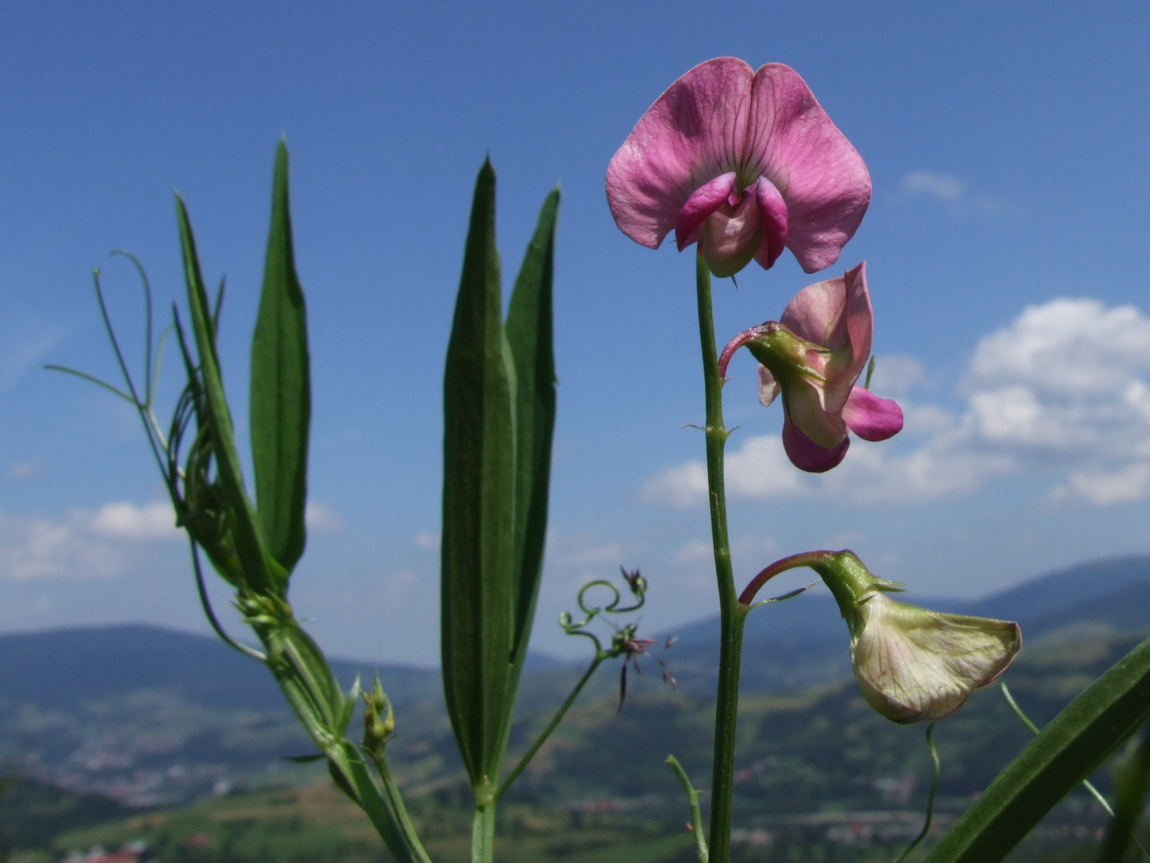 Горошек растение. Чина Лесная Lathyrus Sylvestris. Латирус-Lathyrus-Wi Suns Laven. Чина венгерская – Lathyrus pannonicus (Jacq.) Garcke. (Сем. Бобовые – Fabaceae Lindl.). Чина широколистная фото.