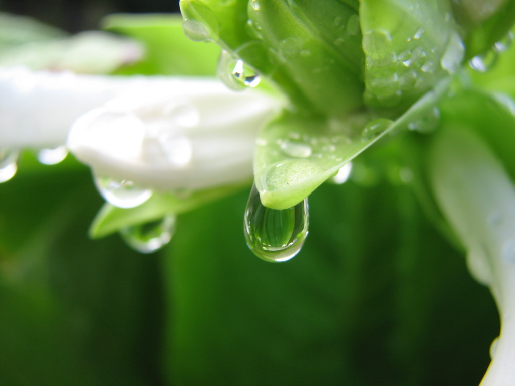 File:Leaf In A Drop (221472644).jpg - Wikimedia Commons