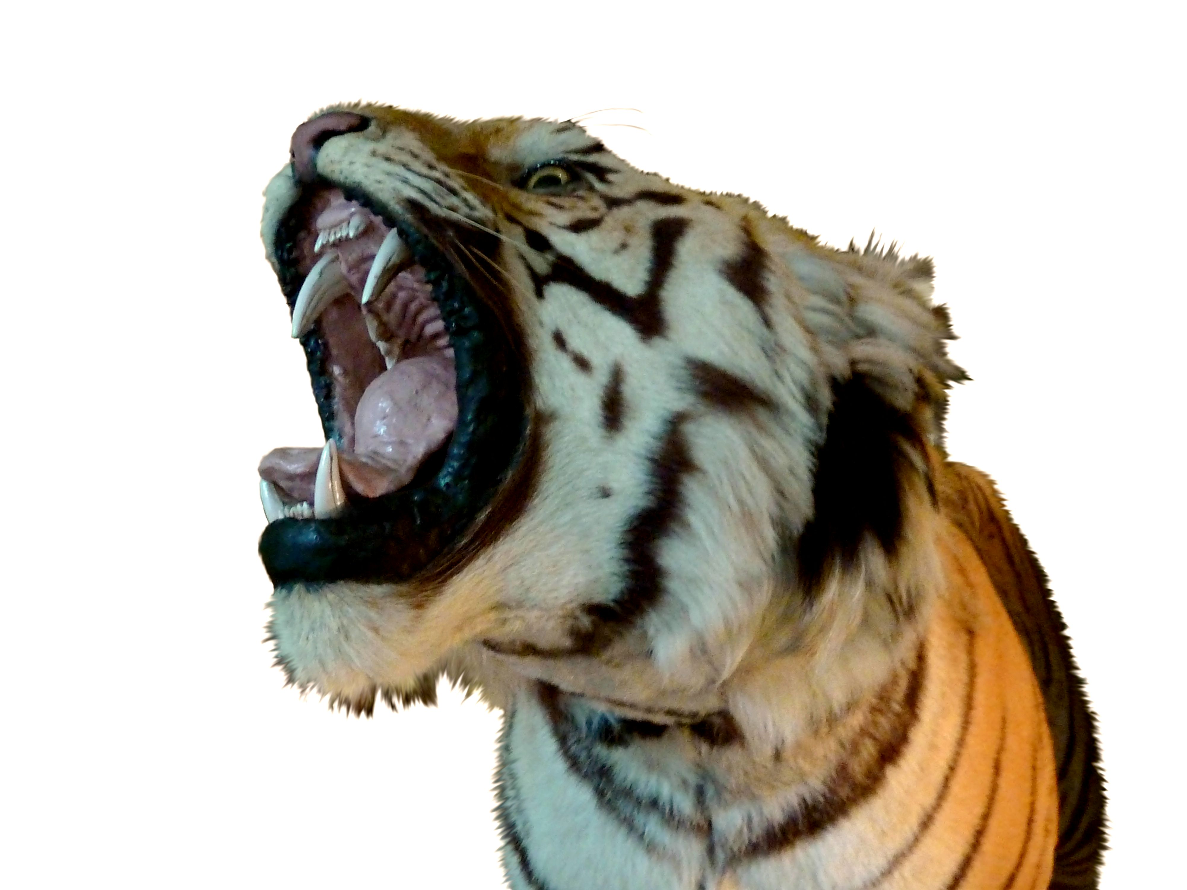 Leeds Tiger - Wikipedia