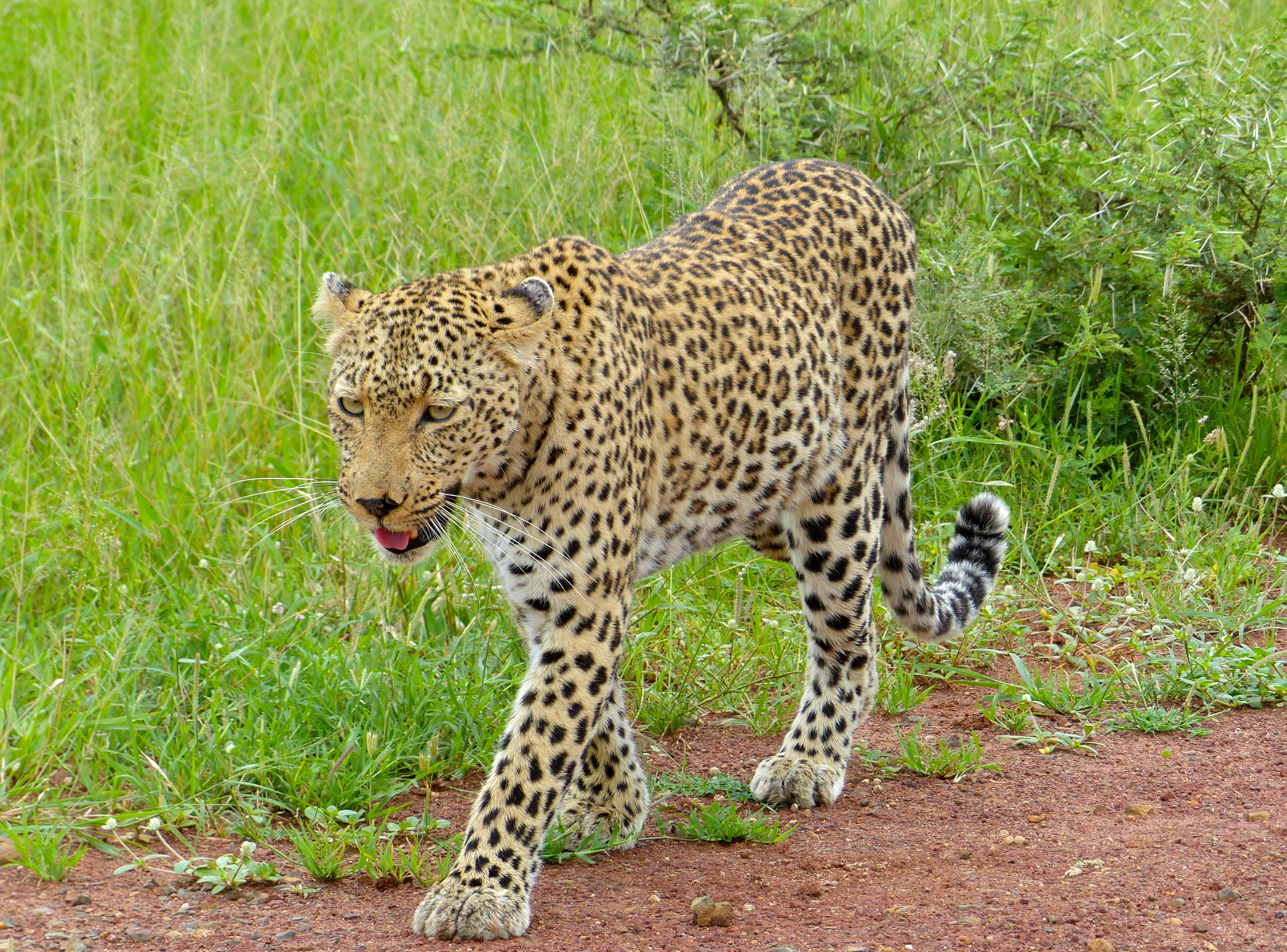 Leopard (Panthera pardus) female leaving ... (13901468902).jpg