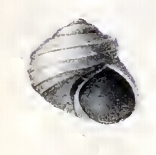<i>Liotia arenula</i> Species of gastropod