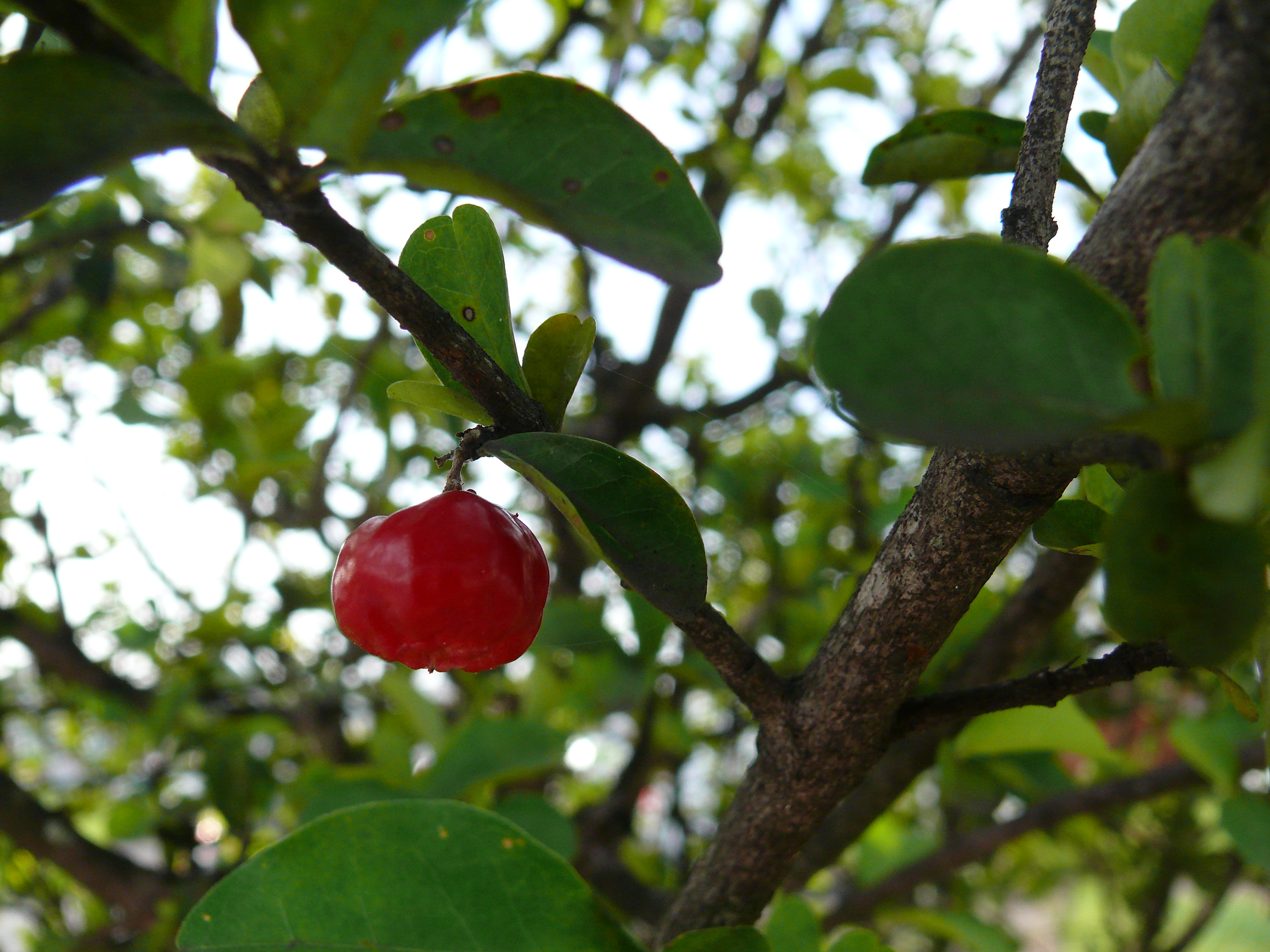 Acerola-de-barbados