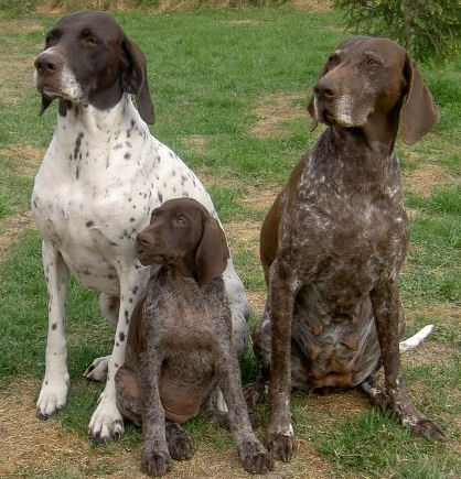 Spiksplinternieuw German Shorthaired Pointer - Wikiwand XZ-83