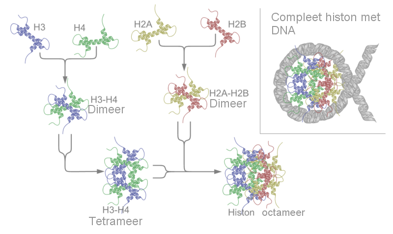 Nucleosome assembly Dutch text