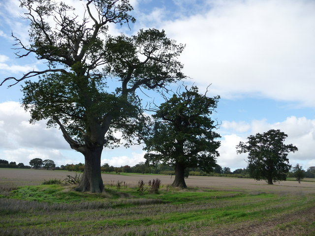 Oak trees, Wrottesley Park - geograph.org.uk - 2075798