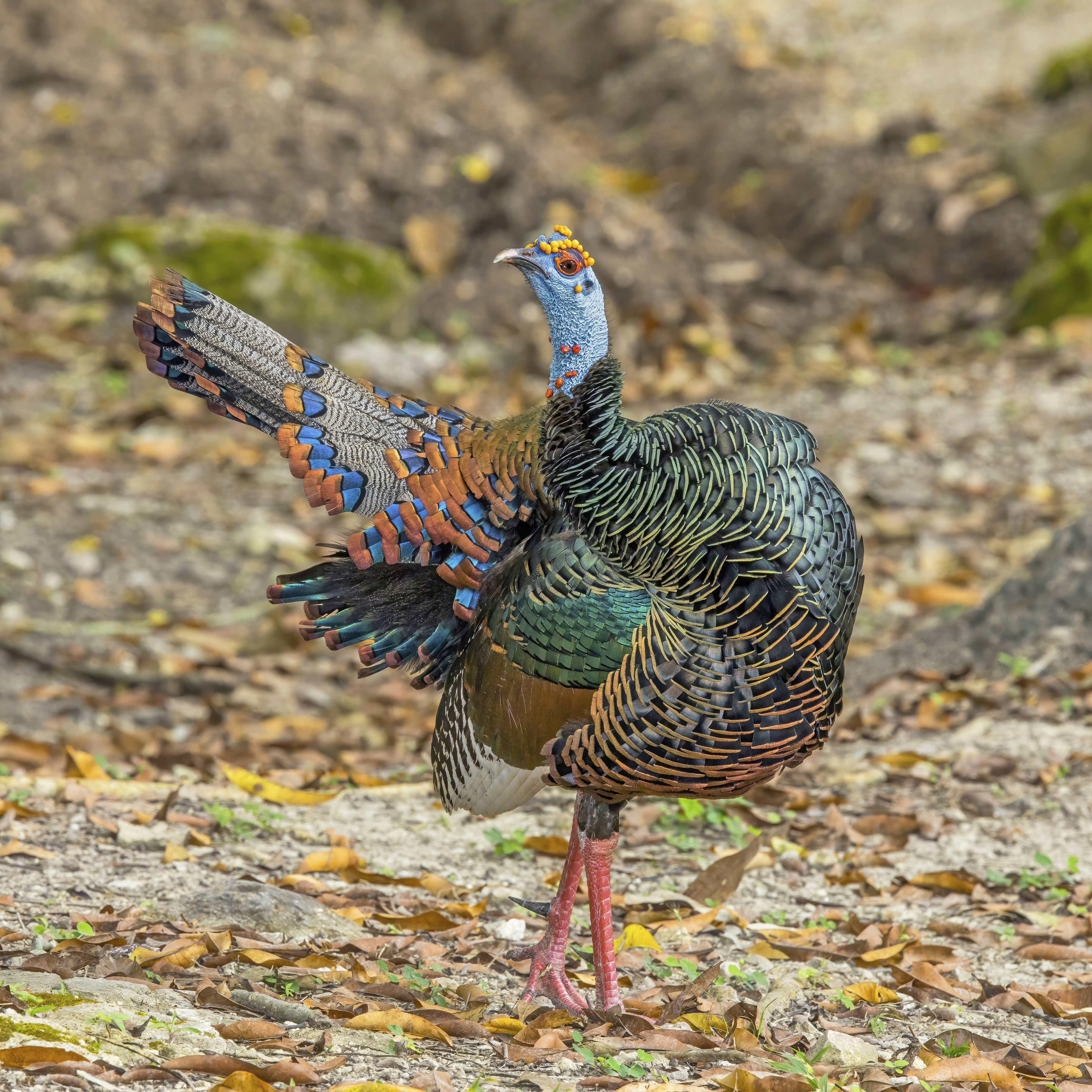 turkey peacock hybrid