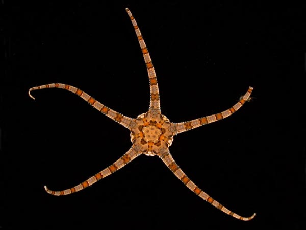 File:Ophiolepis elegans 600.jpg