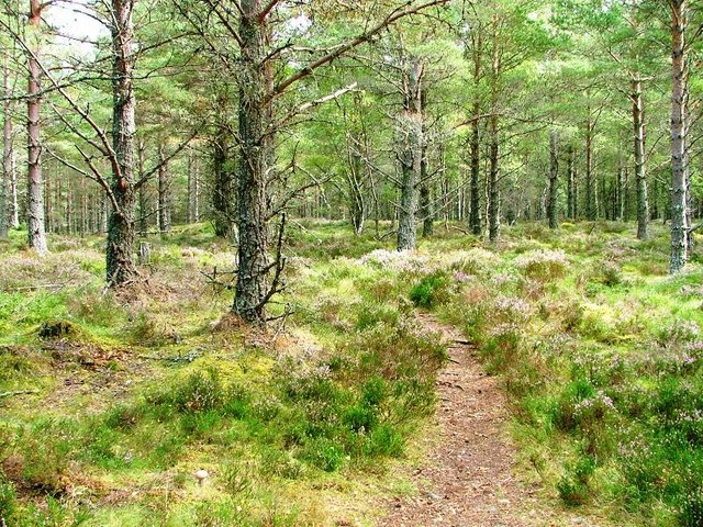 File:Path, Abernethy Forest - geograph.org.uk - 228139.jpg