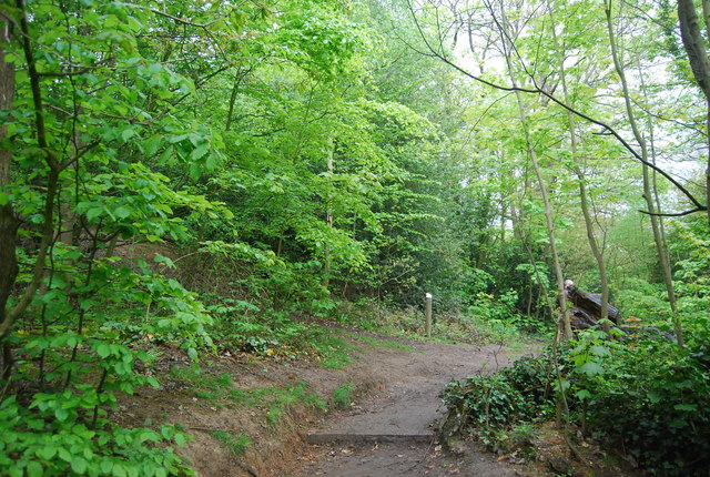 Path in Sydenham Hill Wood Nature Reserve - geograph.org.uk - 1937044
