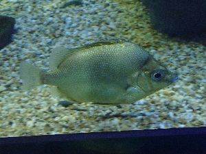 <i>Pentaceros japonicus</i> Species of fish