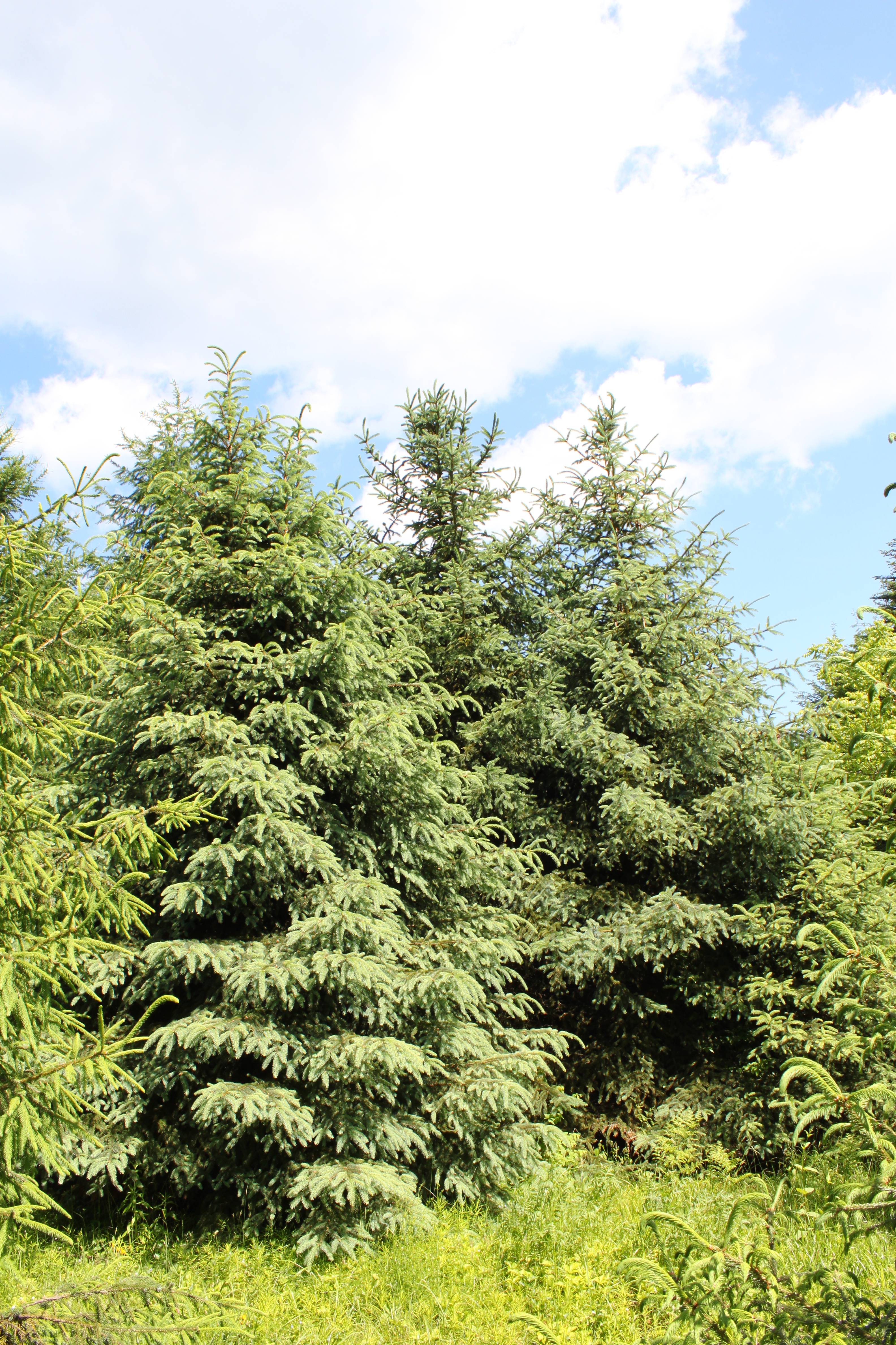 Picea Asperata Chevreloup