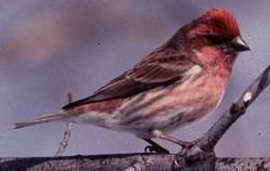 The purple finch is the state bird of New Hampshire. Purple Finch.jpg