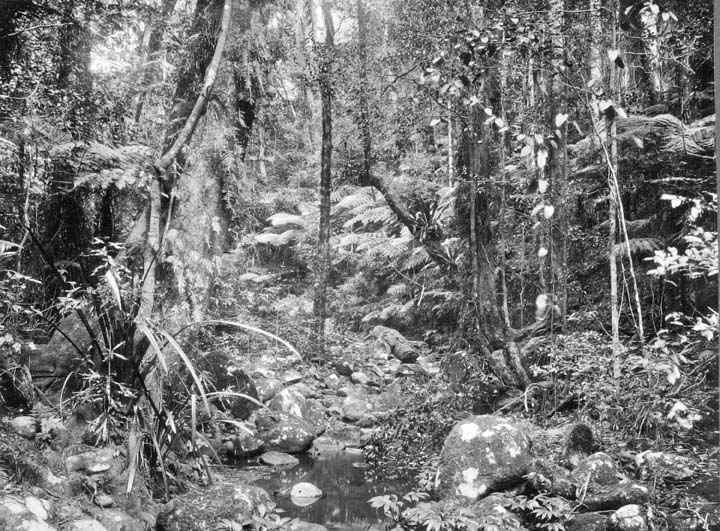 File:Queensland State Archives 410 Morans Creek Lamington National Park Beaudesert Shire September 1933.png