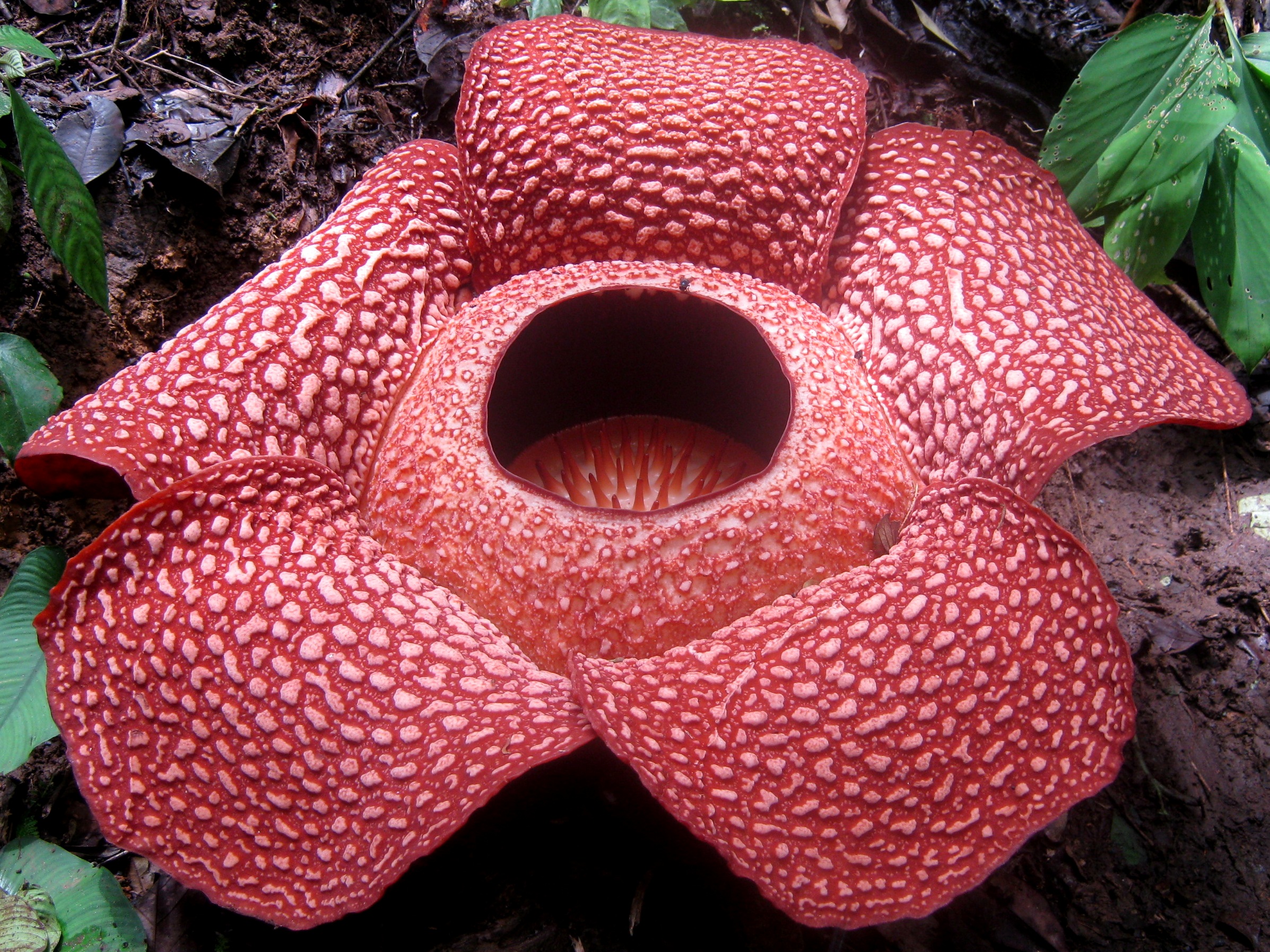 Rafflesia arnoldi 2013-12-31 21-48