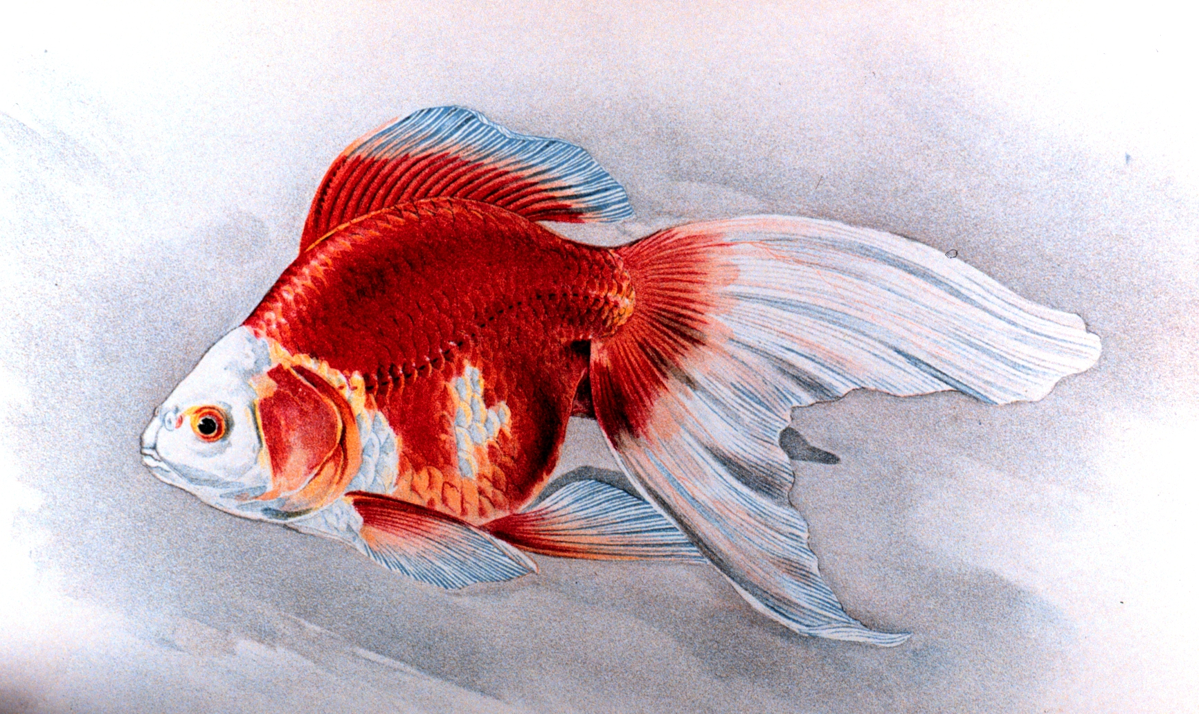 file-ryukin-goldfish-plate-jpg-wikipedia